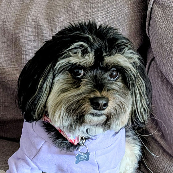 Theo the pup